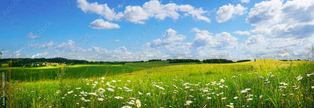 Fototapeta premium Bright panoramic view of a green spring meadow with blooming chamomile flowers under a blue cloudy sky. A serene and vast nature landscape filled with sunlight.