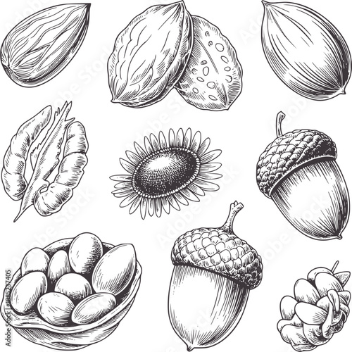 Black and of various nuts acorns sunflower and pinecone white