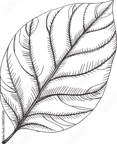 Detailed pen and ink botanical of a single oval leaf nature