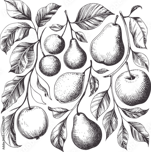 Detailed pen and ink of apples pears and cherries branches cherry fruit