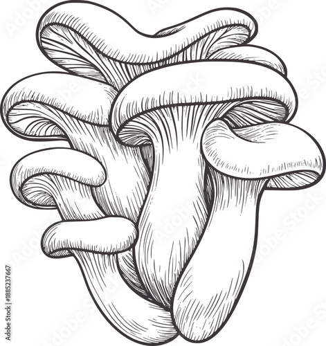 Detailed pen and ink of oyster mushrooms cluster fungus