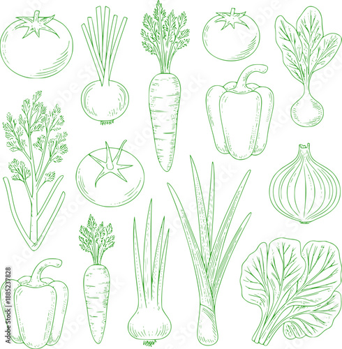 Green line of assorted fresh vegetables tomato onion carrot pepper greens