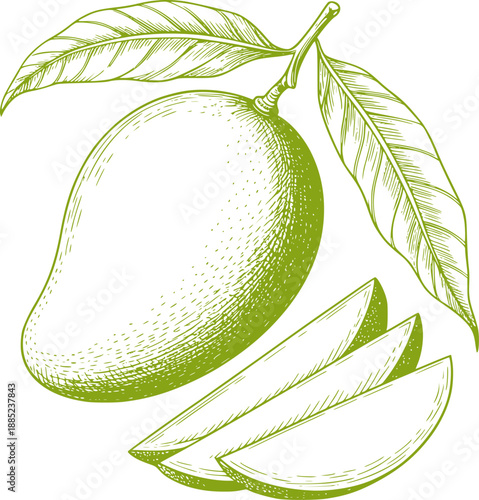 Green mango fruit with leaves and slices detailed pen and ink leaf