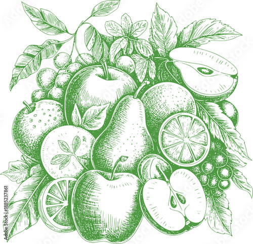 Green pen ink of assorted fruits and leaves apple pear orange citrus