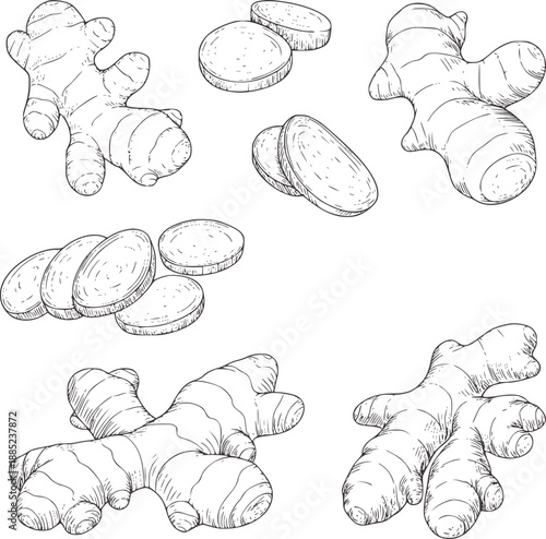 Hand drawn botanical of fresh ginger root and slices spice ingredient