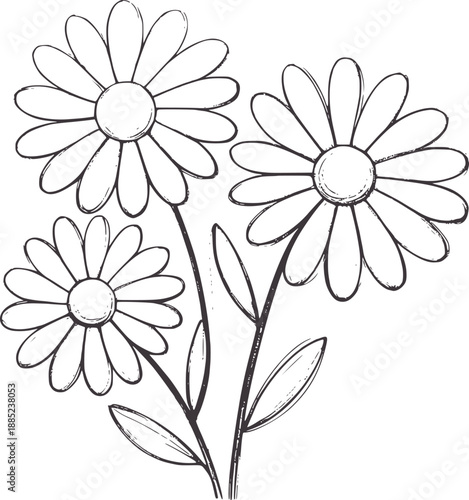 Hand drawn pencil of three daisy flowers with stems and leaves botanical nature