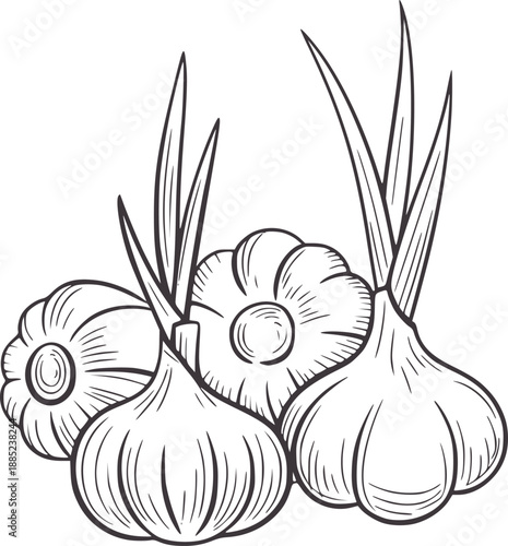Minimalist pen and ink of garlic bulbs with green sprouts food