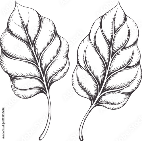 Two detailed pencil of spinach leaves with veins leaf botanical
