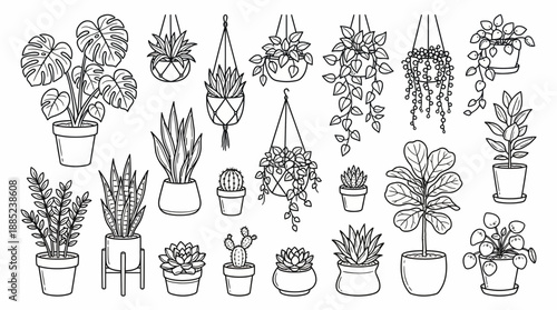 Detailed line art set of various popular potted indoor house plants including succulents, monstera and hanging vines, concept for interior design, home decor and plant care guides