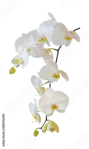 white orchid flower