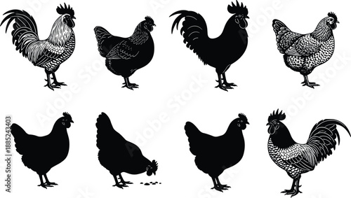 Chicken and rooster vector set, silhouette and detailed style, farm birds, poultry clipart, animal, nature, pecking, standing, design