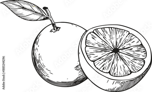 Vintage hand drawn illustration of a whole orange with a leaf and a juicy citrus fruit half
