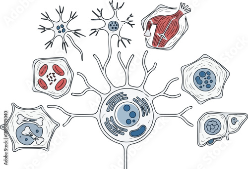 Vector Illustration of Diverse Human Cell Types, Highlighting Specialized Structures and Functions as Fundamental Biological Units in the Human Organism