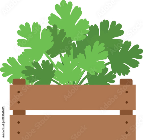 Fresh green parsley leaves in wooden crate vector illustration for organic food and gardening designs