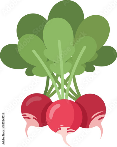 Fresh radish bunch illustration with green leaves isolated on white background, flat vector style