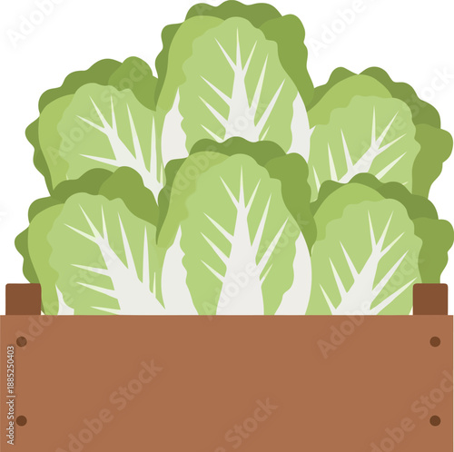 Fresh napa cabbage in wooden crate vector illustration for organic farm and grocery market design