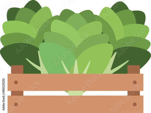 Fresh green lettuce in wooden crate vector illustration for organic farm and grocery design