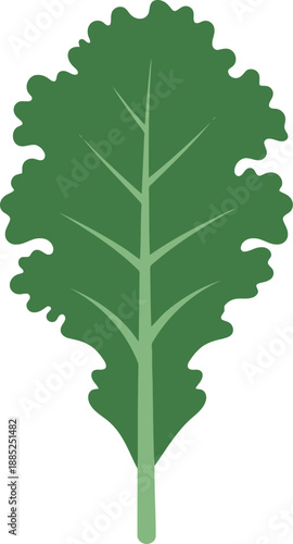 Green kale leaf vector illustration isolated on white background for healthy food and nutrition design