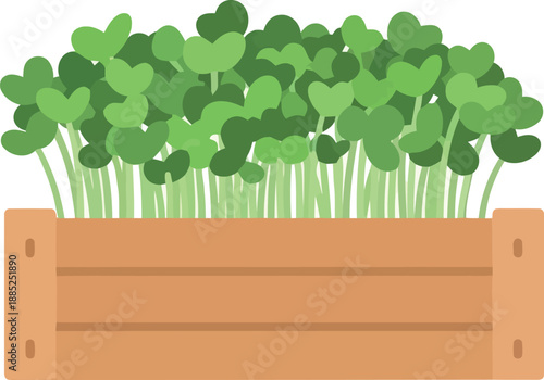 Microgreens growing in wooden planter box, flat vector illustration for gardening and organic food concepts