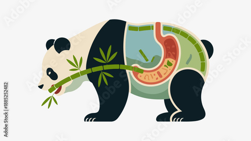 Vector panda anatomy illustration, digestive system, educational diagram, for biology or science presentation, isolated on transparent background, png