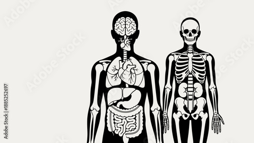 Human anatomy illustration, male and skeletal body, internal organs, vector diagram for education or medical presentation isolated on White Background