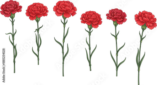 Red carnation flower botanical illustration flat vector design showing multiple stems floral decoration isolated white background natural beauty
