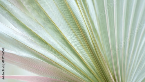 Close-up of a palm frond with pale green leaves and soft pink edges. Concept Close-up Palm Frond, Pale Green Leaves, Soft Pink Edges, Tropical Detail, Botanical Texture