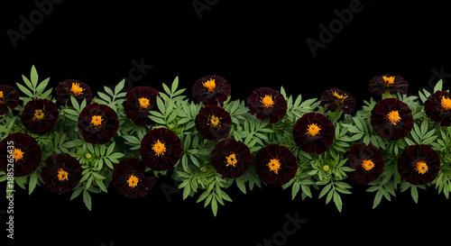 Border of dark marigolds and green leaves, autumnal floral design