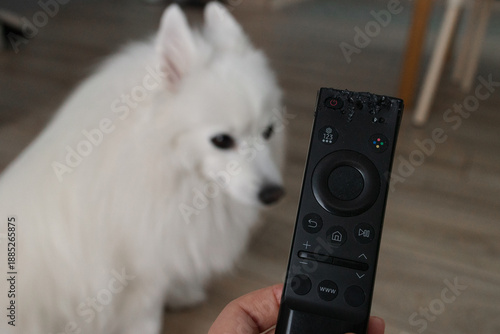 A poorly behaved dog chewed the TV remote control. Education and training concept