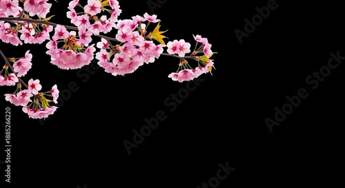 Delicate Pink Cherry Blossom Branch on Black