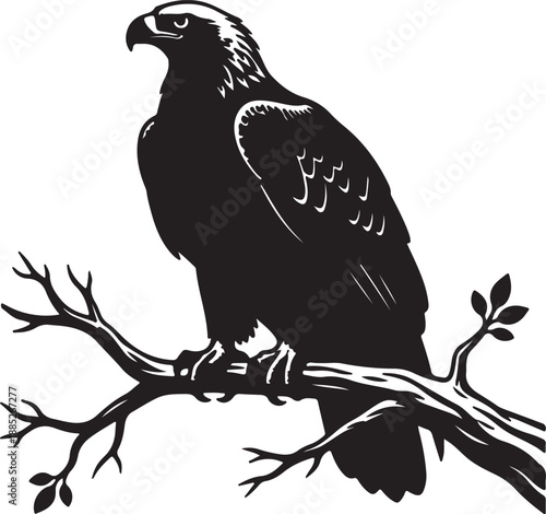 Golden Eagle in silhouette look white background siting on the branch