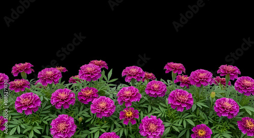 Vibrant Pink Marigolds and Green Leaves Border