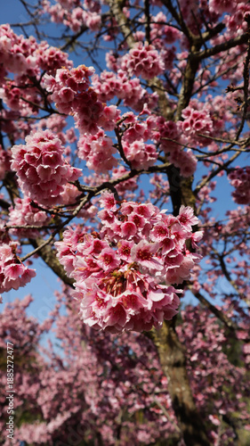 Wallpaper Mural Beautiful flowers blooming in garden.colorful vintage Torontodigital.ca