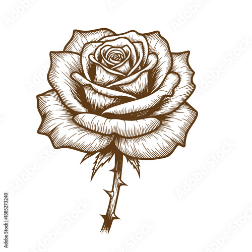 Drawing Vintage grunge  texture Illustration of a single brown rose with thorns on stem isolated on white background