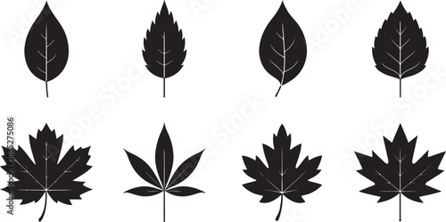 Collection of various leaf silhouettes on white