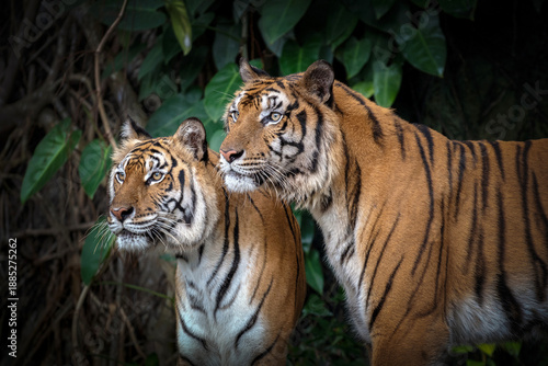 Two Asian tigers are resting in their natural habitat.
