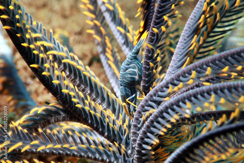 Snapping Crinoid Shrimp in the ocean