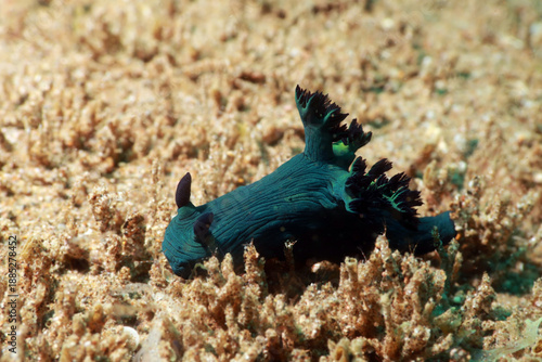 nudibranch Nembrotha milleri Miller's Nembrotha