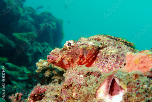 Slika na platnu Flathead scorpionfish, tasseled scorpionfish, or small-scaled scorpionfish (Scor
