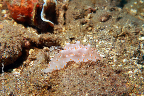 Halgerda Batangas from the Philippines