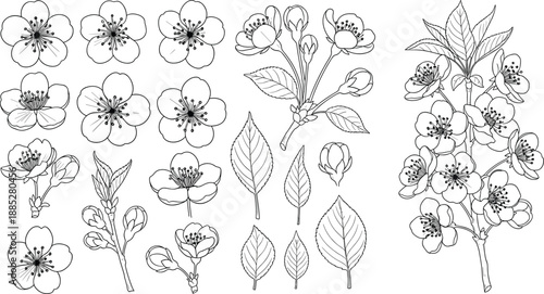 Cherry blossom illustration, botanical flower drawing, black and white floral vector, sakura branch design, nature elements, spring bloom graphics set