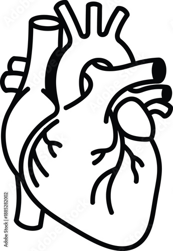 Anatomy of the human heart in healthcare and medicine