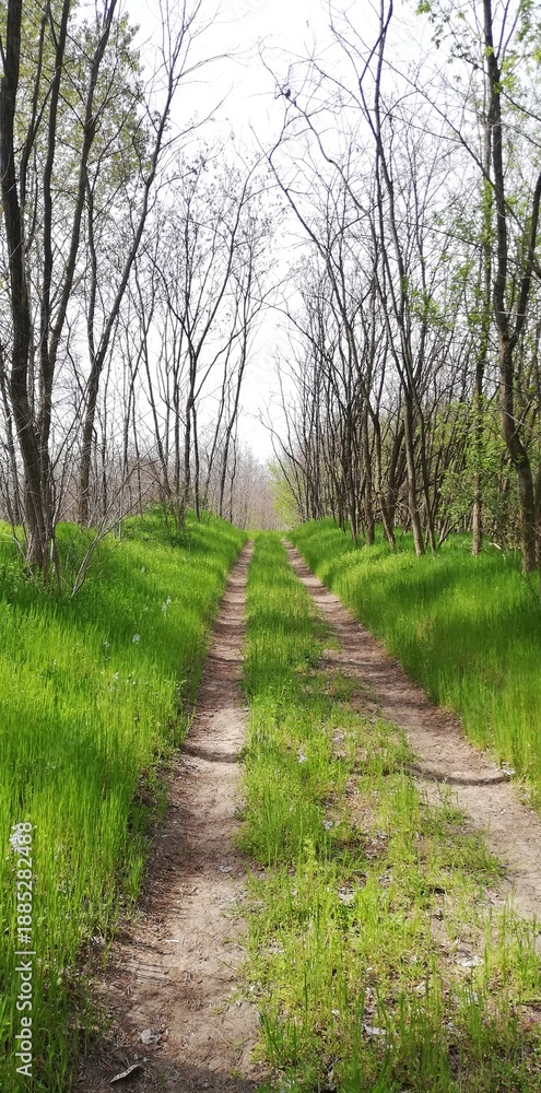 Obraz premium Forest trail flanked by fresh spring grass