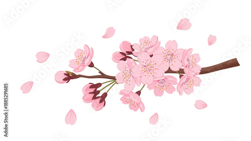 Pink Cherry Blossoms Branch with Falling Petals Isolated on White Background