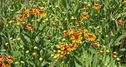 Helenium cultorum -  Beautiful clump of hybrid sneezeweed or helenium autumnale flowers with yellow and copper-red petals above columnar stems adorned with lanceolate green foliage 
