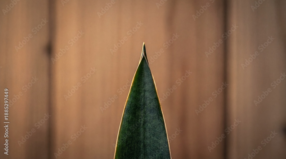 Fototapeta premium A solitary snake plant leaf, its sharp tip reaching upward against a textured wooden backdrop, capturing a minimalist aesthetic.
