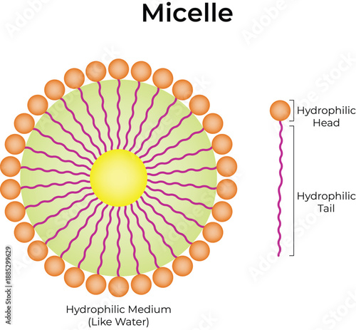Micelle Structure and Surfactant Molecule Diagram