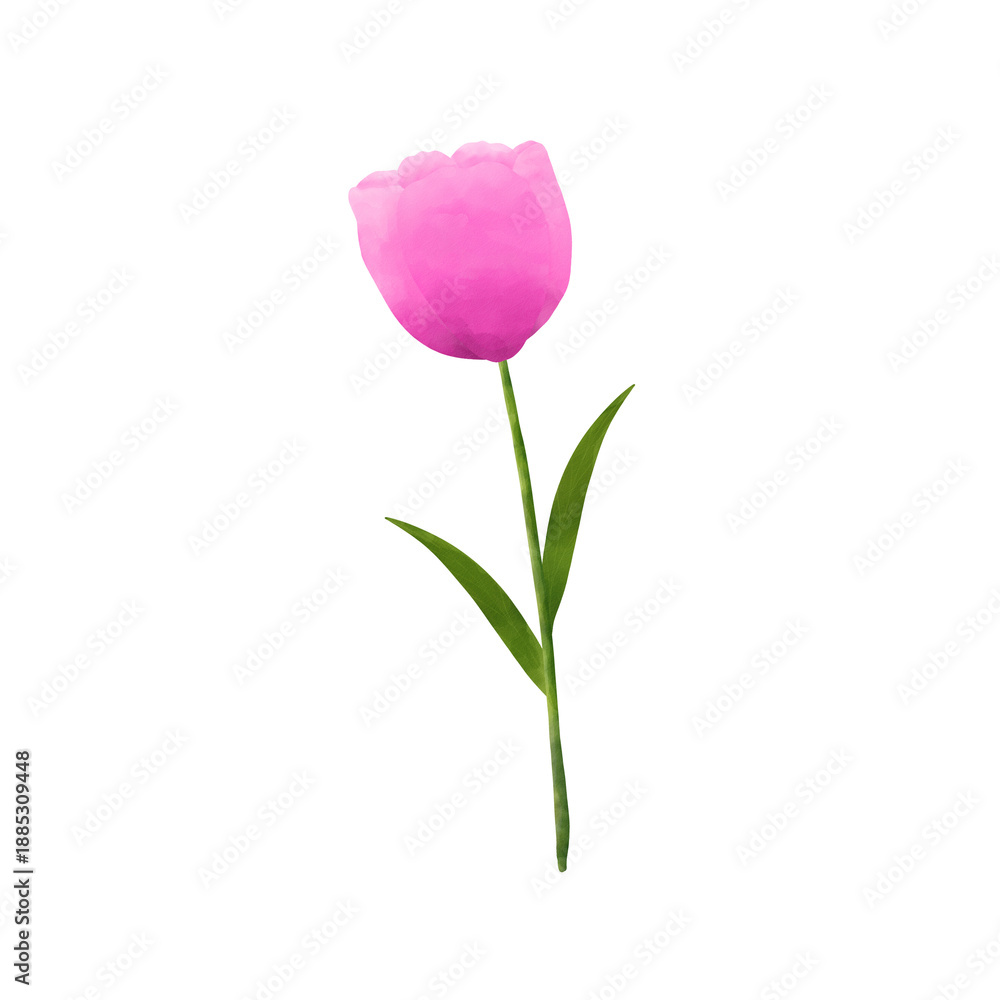 Fototapeta premium pink tulip isolated, flower watercolor illustration with transparent background 