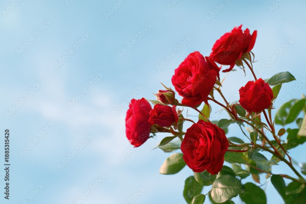 Obraz premium Vibrant red roses against clear blue sky in blooming garden