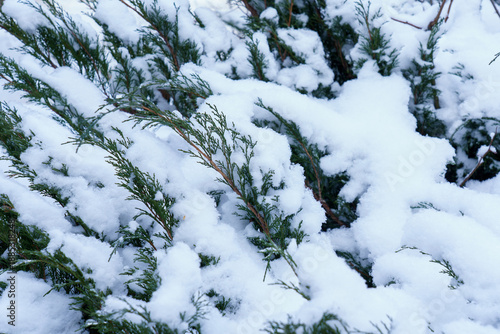 Snow covers green bushes on a winter day in a garden or park